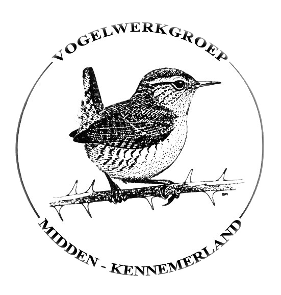 Winterkoninkje